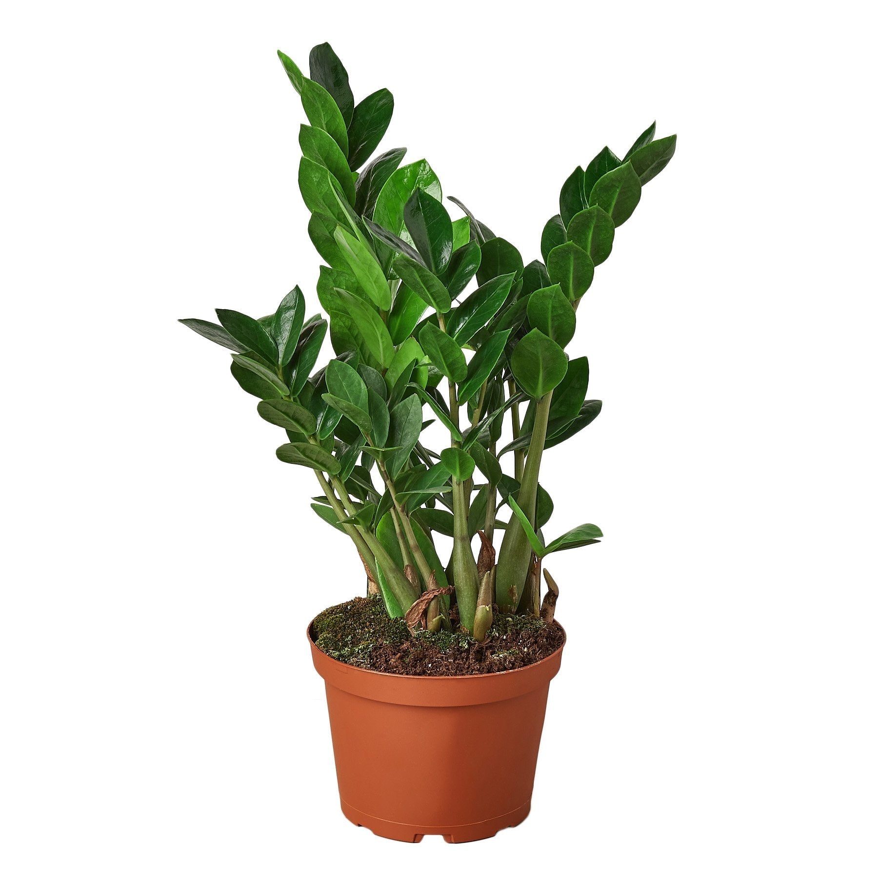 Zamioculcas Zamiifolia ZZ Live Plant – 6" Nursery Pot