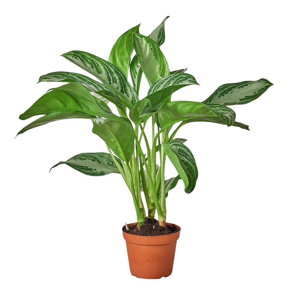 Chinese Evergreen 'Silver Bay' – view 3