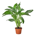 Chinese Evergreen 'Silver Bay' – view 3
