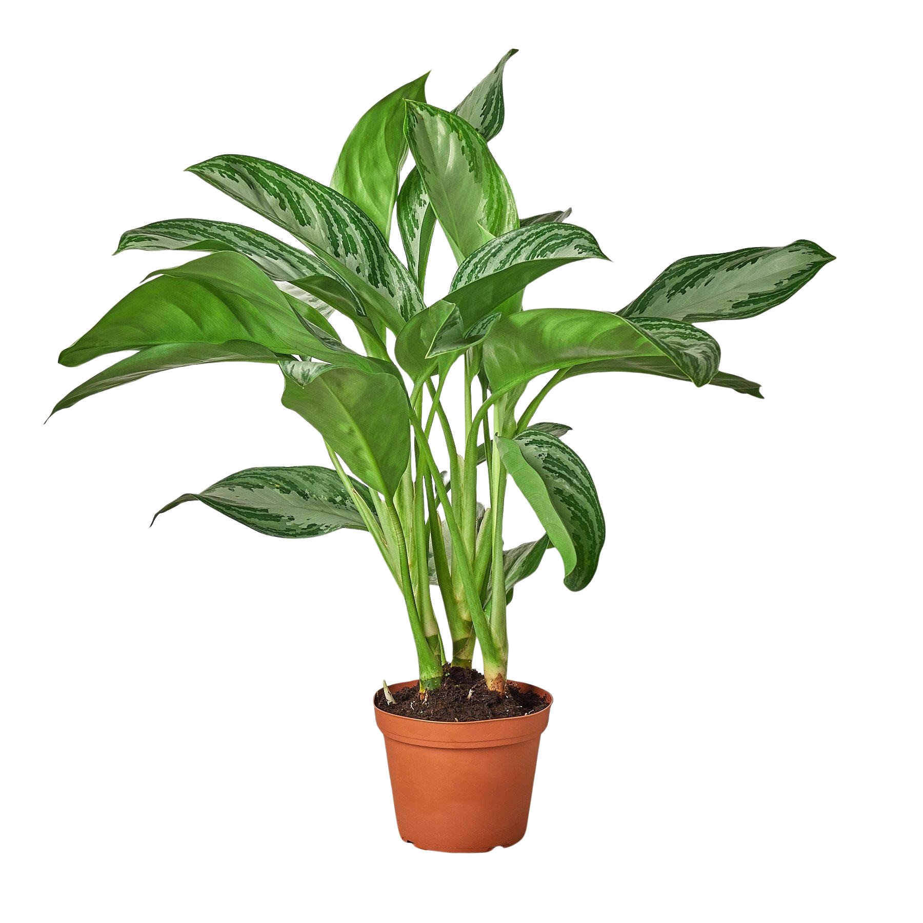 Chinese Evergreen 'Silver Bay' – view 3