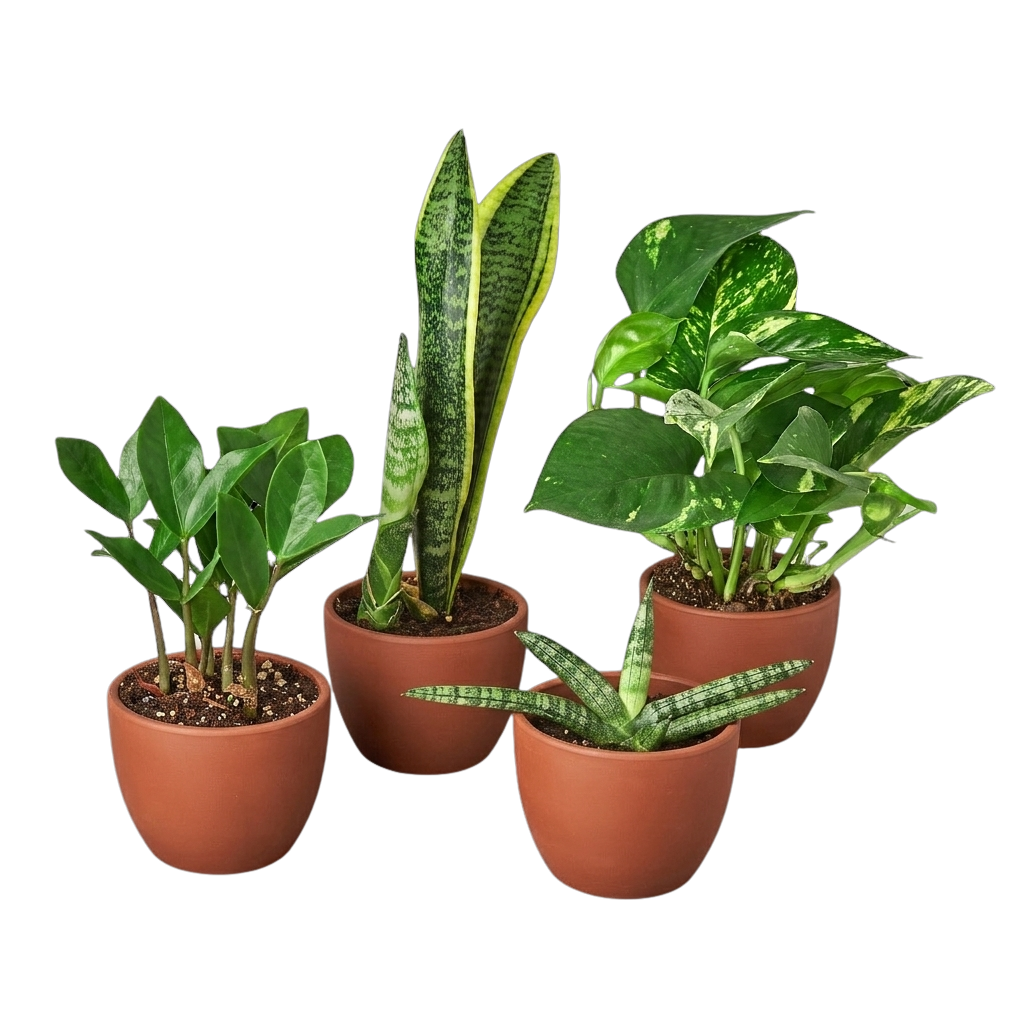 Easy Care Variety Bundle – view 2