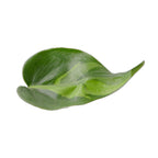 Philodendron 'Brasil'