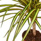 Dracaena Marginata 'Sunshine' – view 2