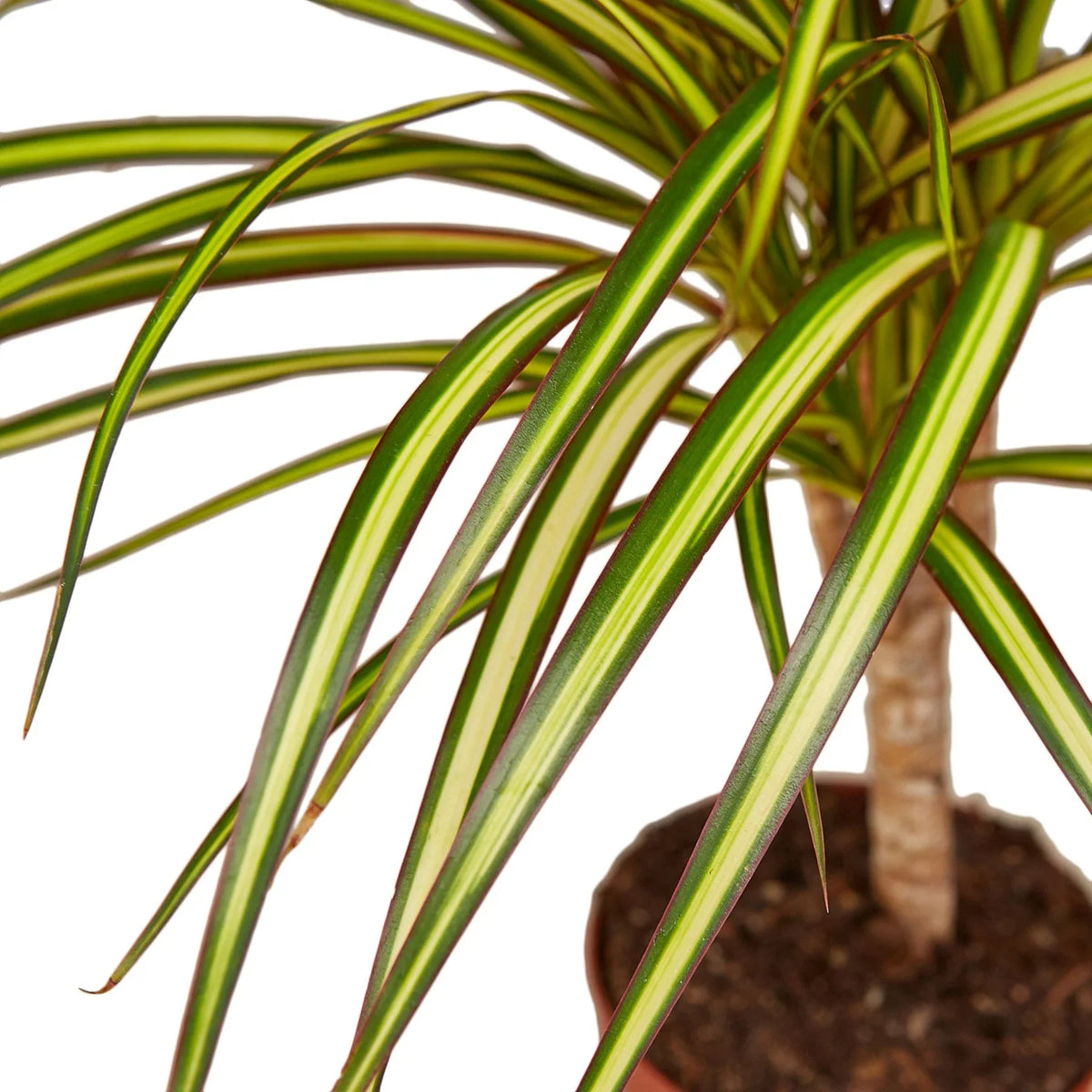 Dracaena Marginata 'Sunshine' – view 2