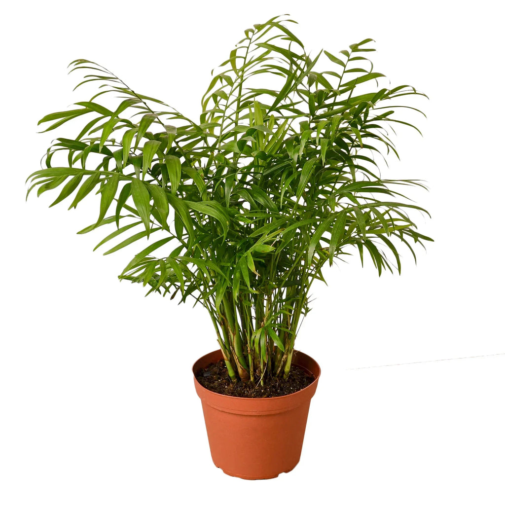 Parlor Palm – view 2
