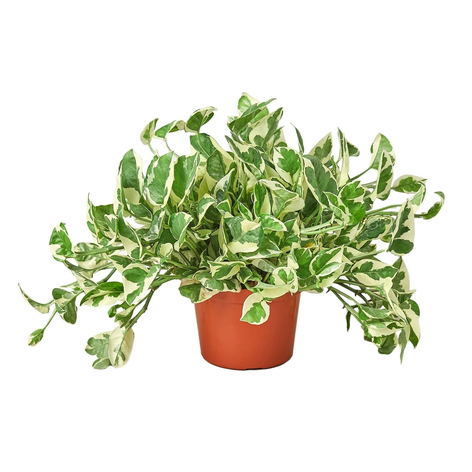 Pothos 'N'joy' – view 4