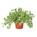 Pothos 'N'joy' Live Plant – 6" Nursery Pot