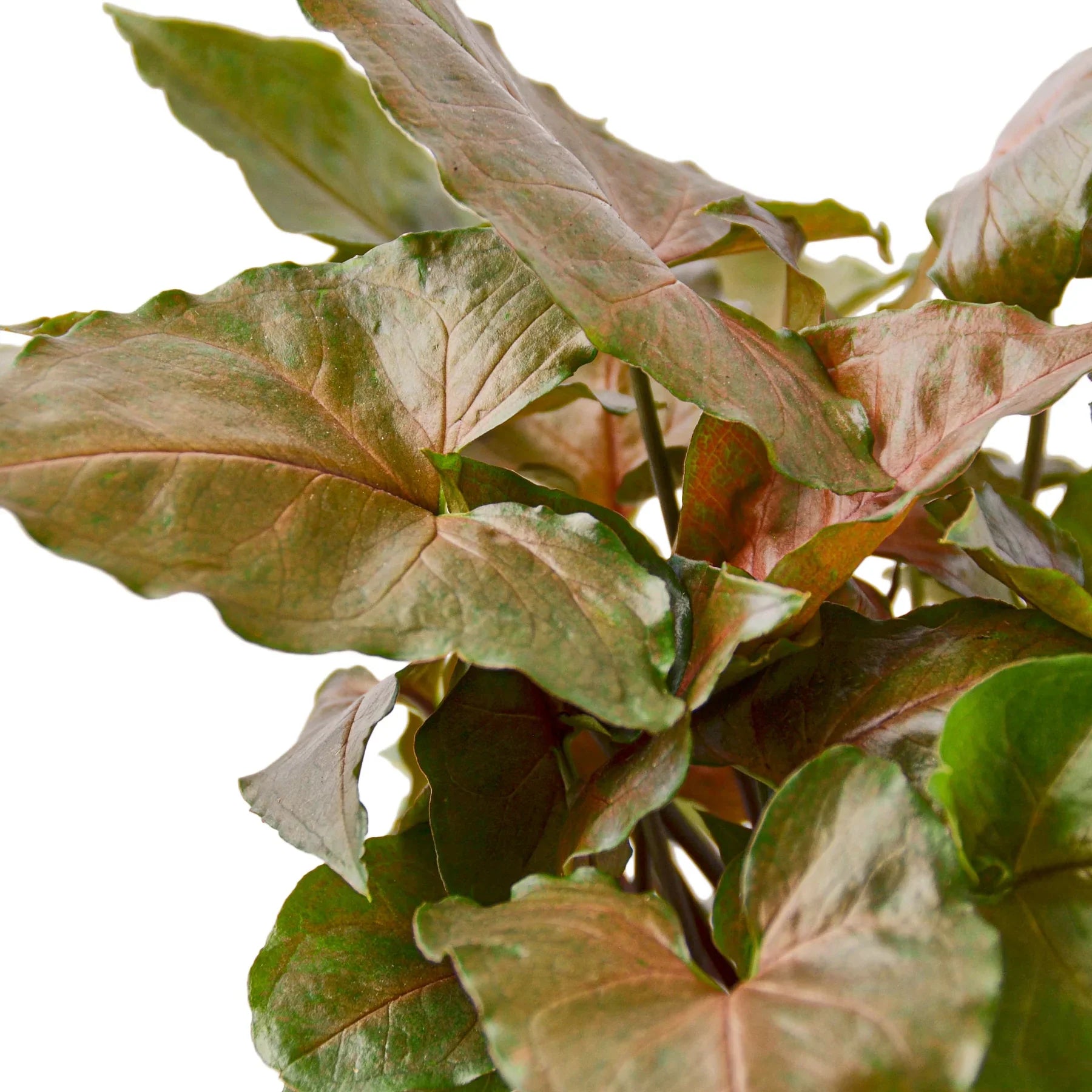 Syngonium Merry – view 2