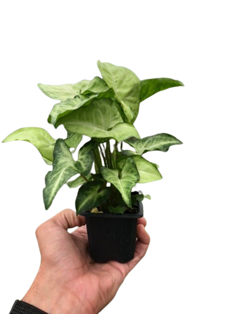 Syngonium 'White Butterfly' – view 9