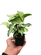 Syngonium 'White Butterfly' – view 9