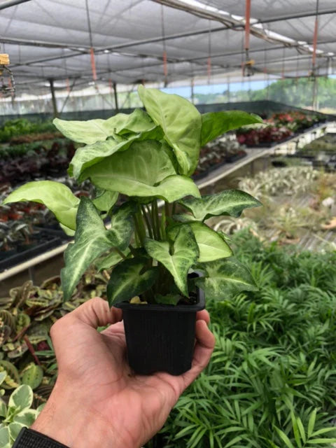 Syngonium White Butterfly – view 4
