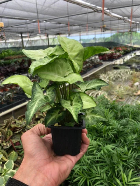 Syngonium White Butterfly – view 4