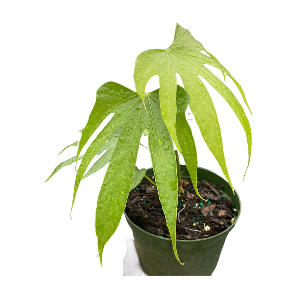 Anthurium Fingers