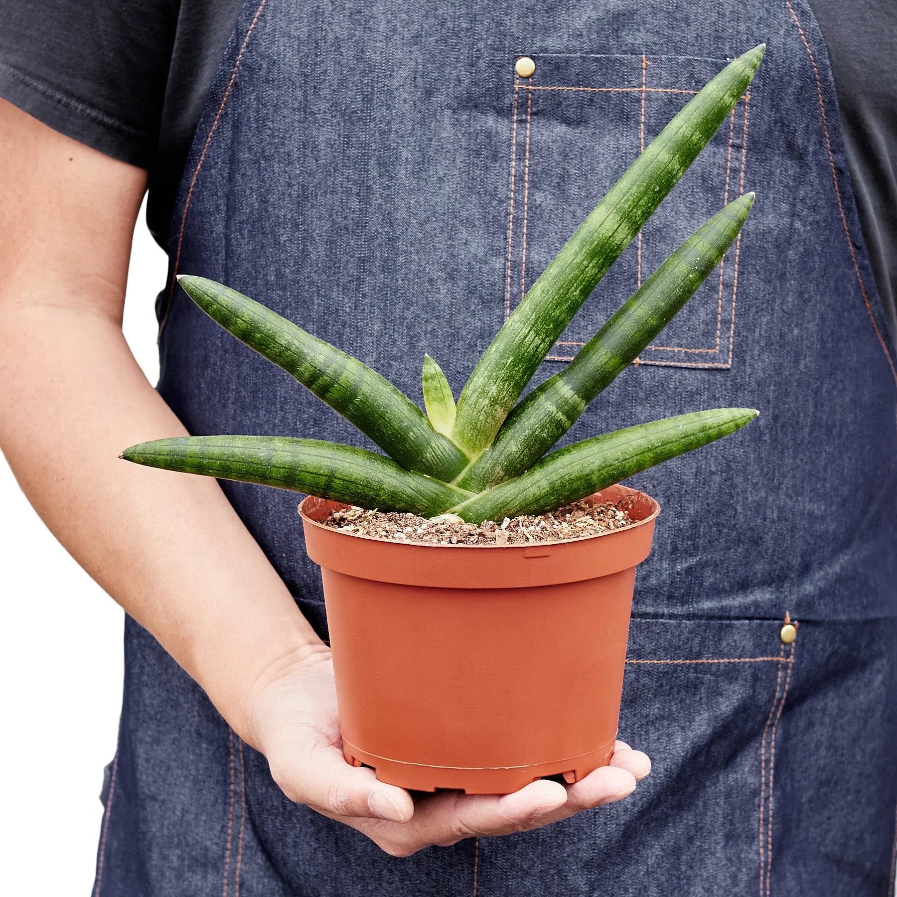 Snake Plant Starfish – view 5