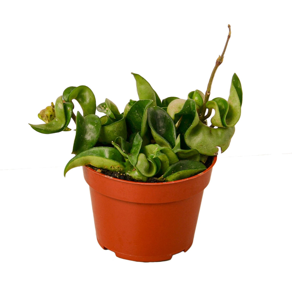 Hoya Rope Plant – view 2