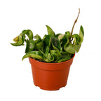 Hoya Rope Plant – view 2