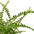 Fern 'Lemon Button' Live Plant – 6" Nursery Pot
