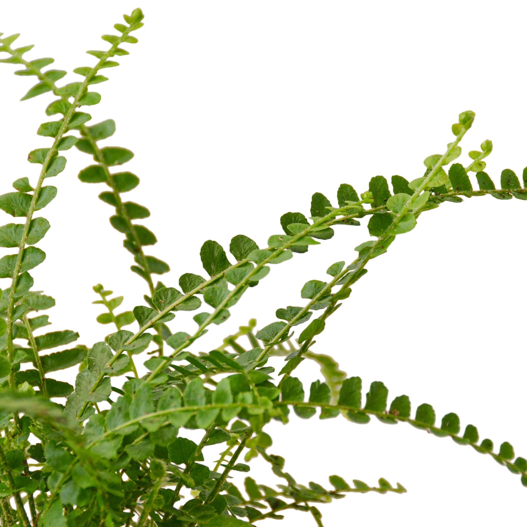 Fern 'Lemon Button' Live Plant – 6" Nursery Pot