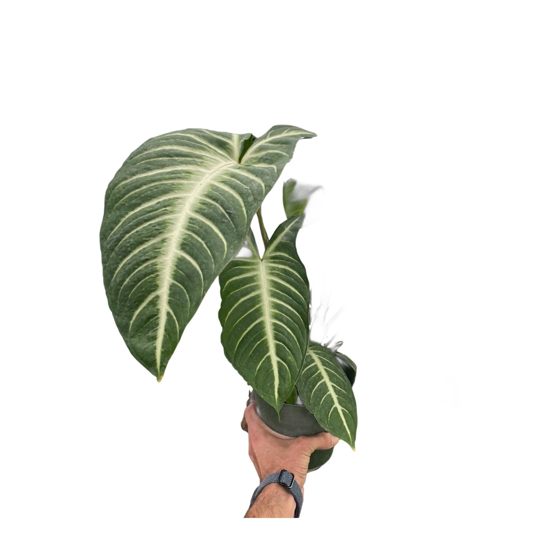 Xanthosoma 'Lendenii'