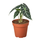 Alocasia Amazonica 'Bambino'