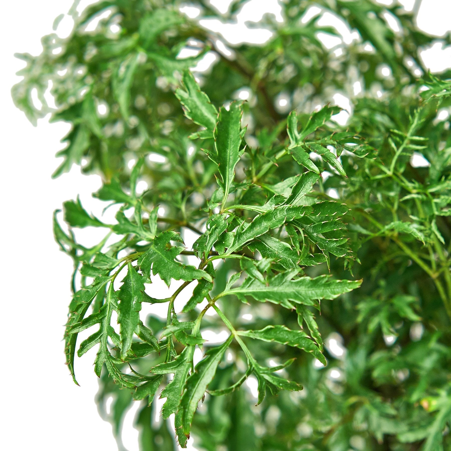 Aralia Ming Stump Plant – view 3