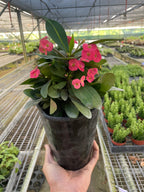 Crown of Thorns – view 6