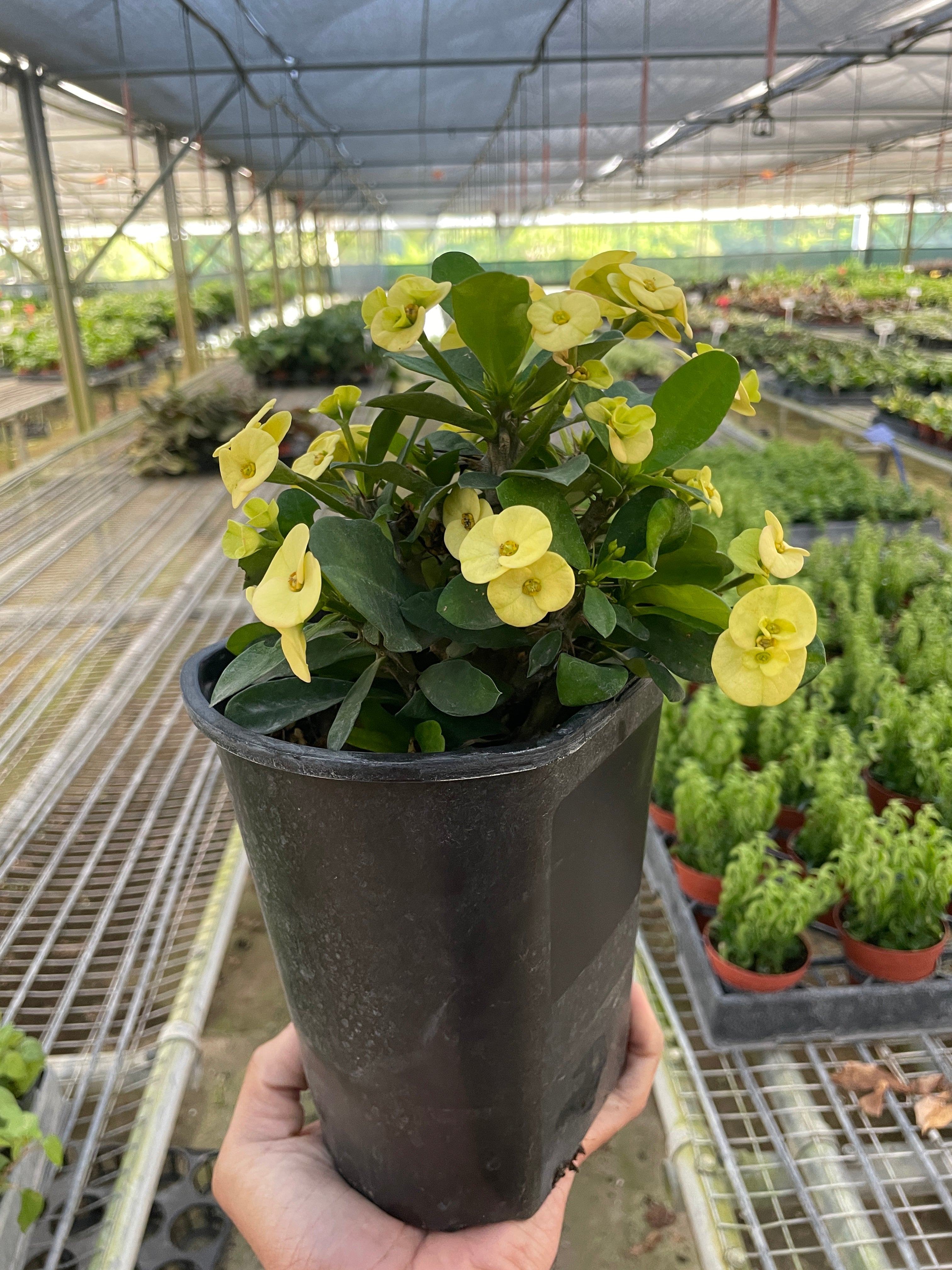 Crown of Thorns – view 7