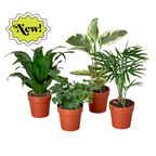 Tropical Variety Bundle - 3” Pots