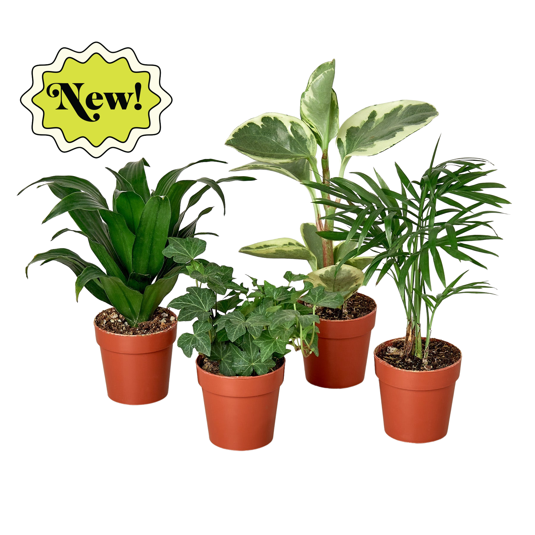 Tropical Variety Bundle - 3” Pots