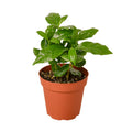 Arabica Coffee Live Plant – Nursery Pot