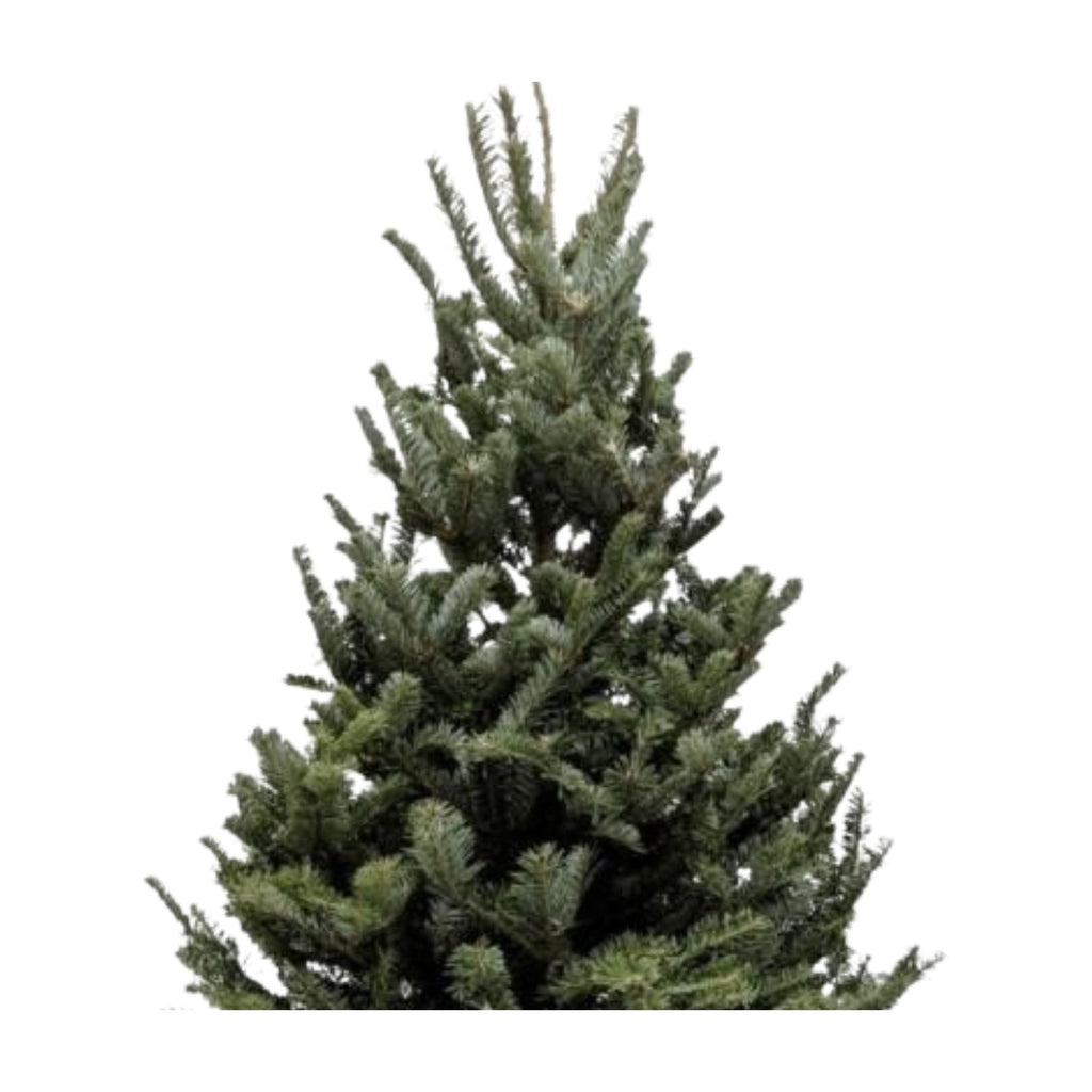 3'-4' Fraser Fir Christmas Tree with Stand