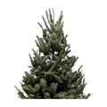 3'-4' Fraser Fir Christmas Tree with Stand