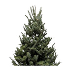 3'-4' Fraser Fir Christmas Tree with Stand