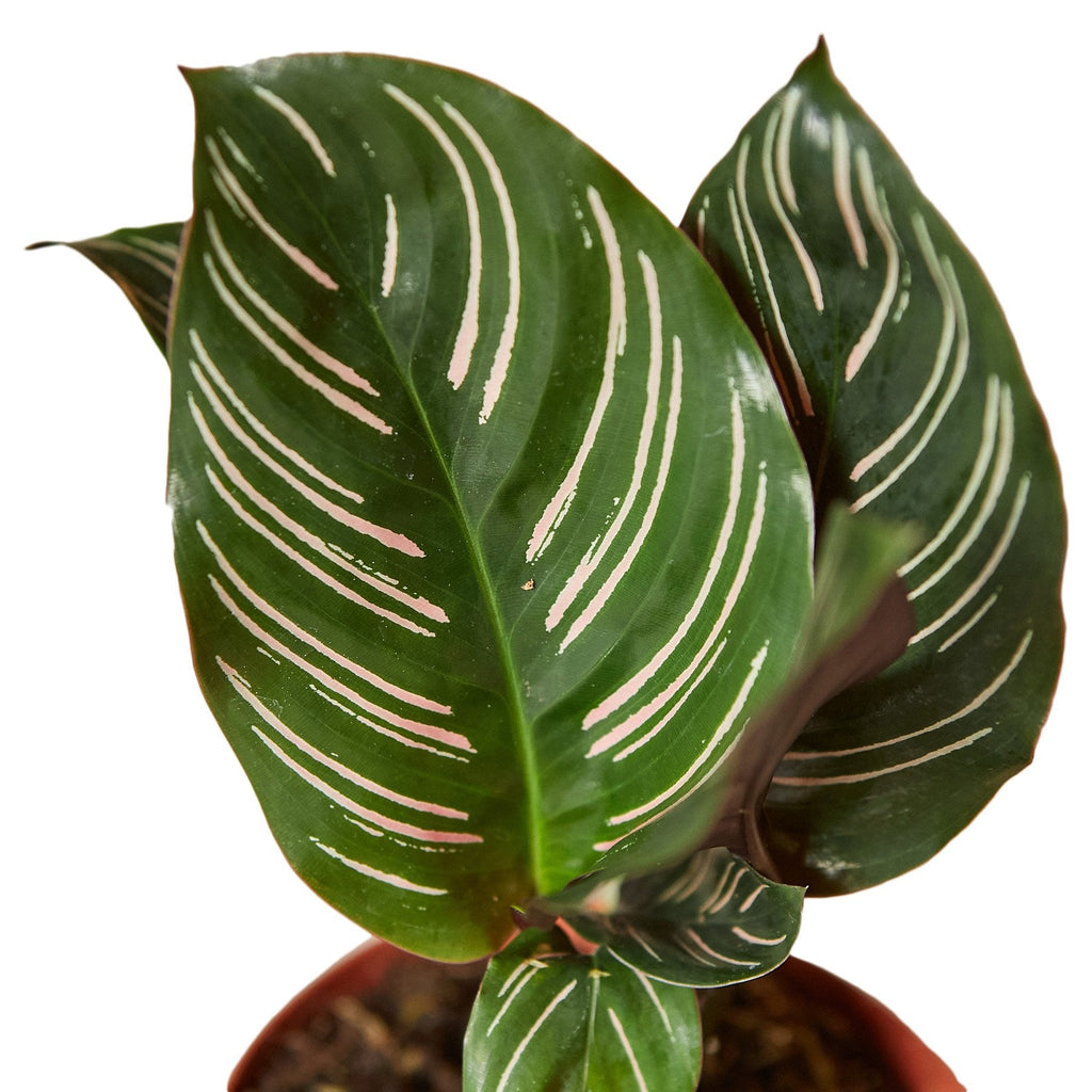 Calathea 'Ornata' – view 2
