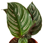 Calathea 'Ornata' – view 2