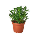 Nemetanthus Candy Corn Plant 'Brazilian Firecracker' Live Plant – 4" Nursery Pot