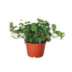 English Ivy Green California
