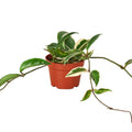 Hoya Carnosa 'Tricolor' Live Plant – 4" Nursery Pot