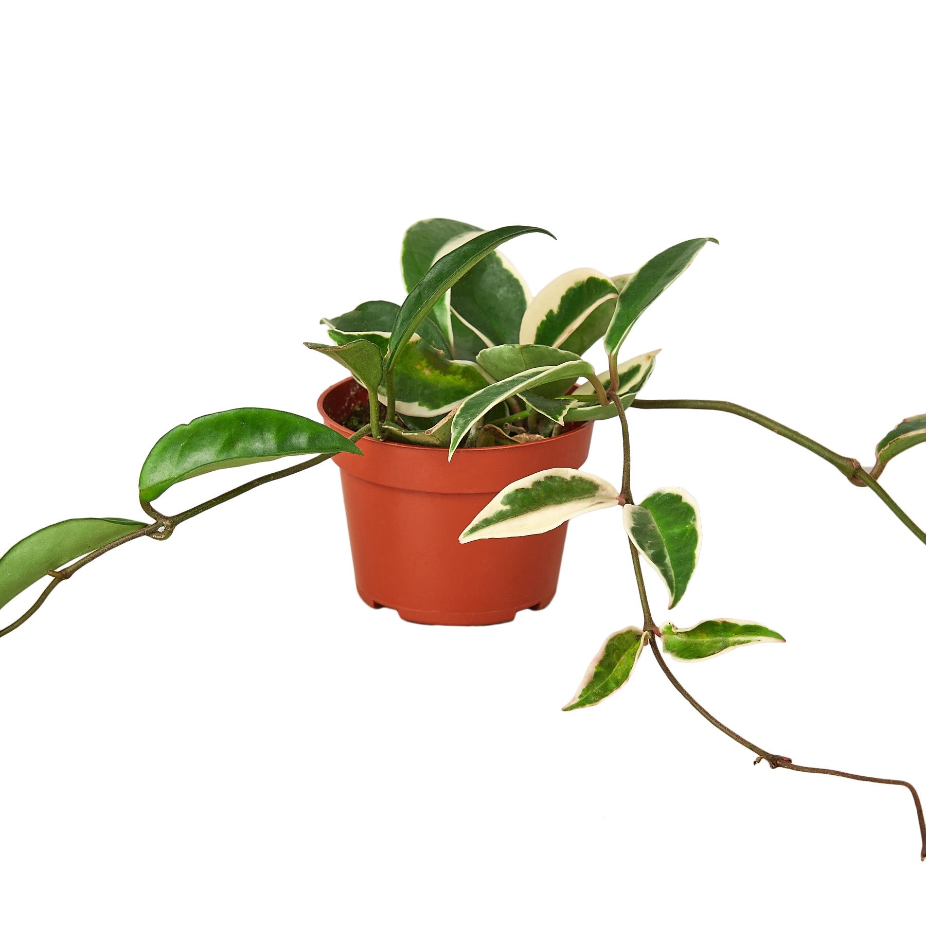 Hoya Carnosa 'Tricolor' Live Plant – 4" Nursery Pot