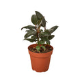 Ficus Elastica 'Burgundy' Live Plant – 4" Nursery Pot