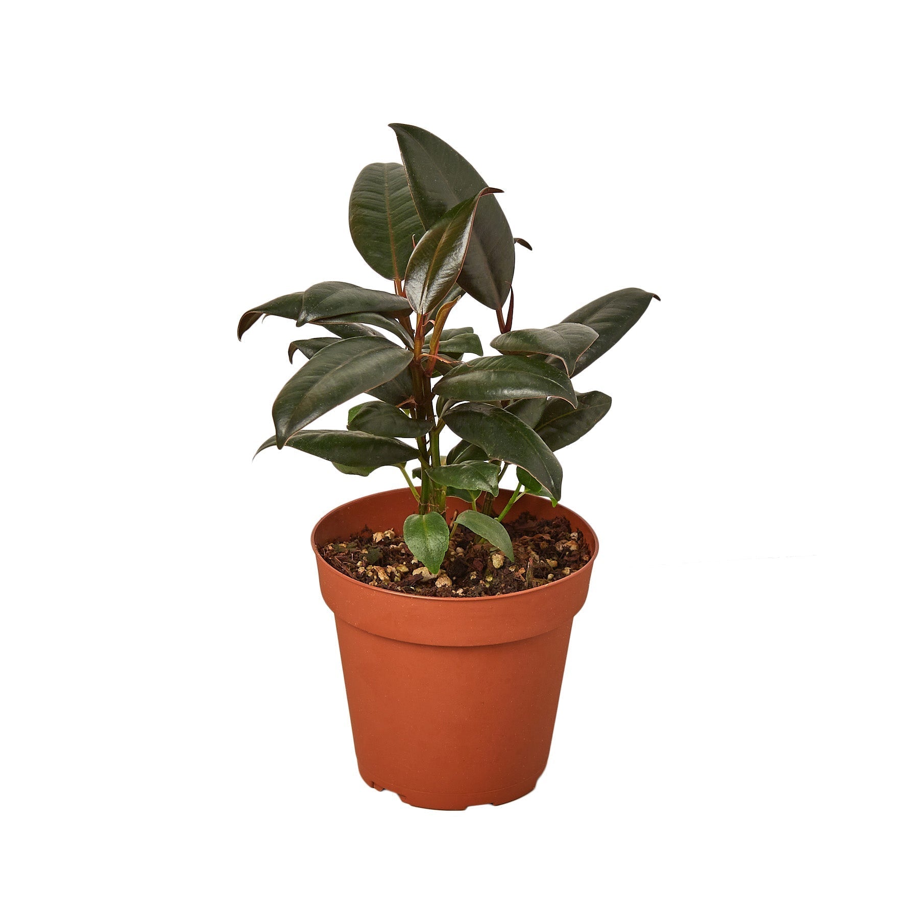 Ficus Elastica 'Burgundy' Live Plant – 6" Nursery Pot