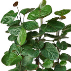 Aralia Fabian Stump 'Polyscias Scutellaria' – view 2