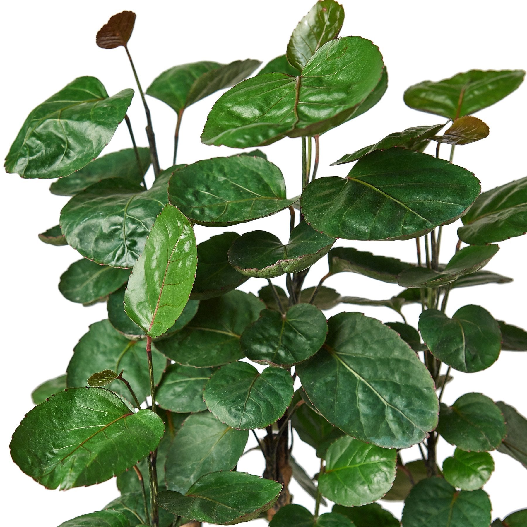 Aralia Fabian Stump 'Polyscias Scutellaria' – view 2