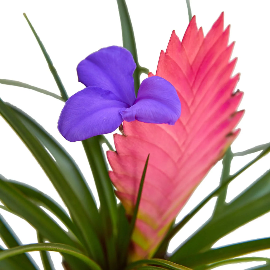 Bromeliad Cyanea 'Pink Quill' Live Plant