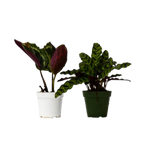 2 Calathea Plants Variety Pack in 4" Pots