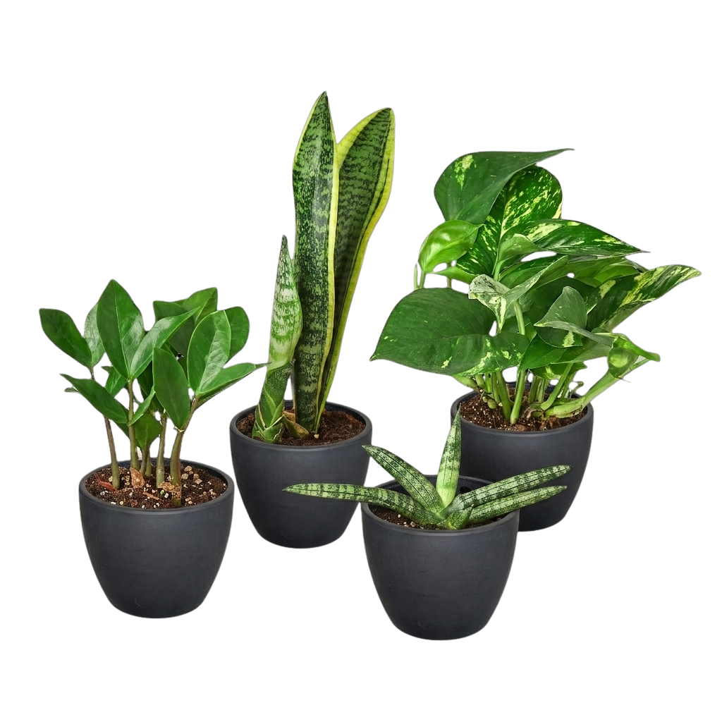 Easy Care Variety Bundle – view 3