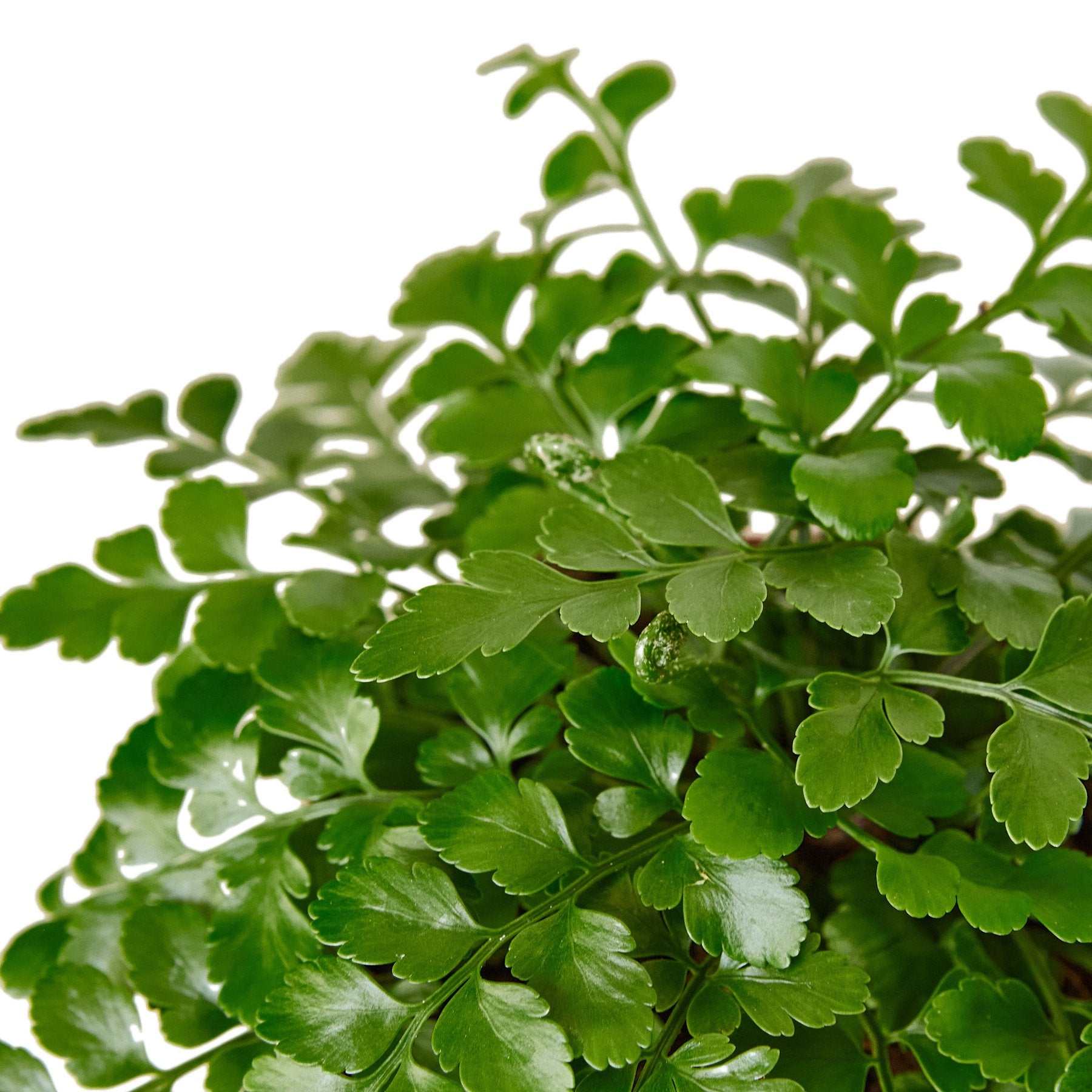 Austral Gem Fern – view 2