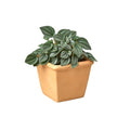 1 Pre-Potted Subscription Box
