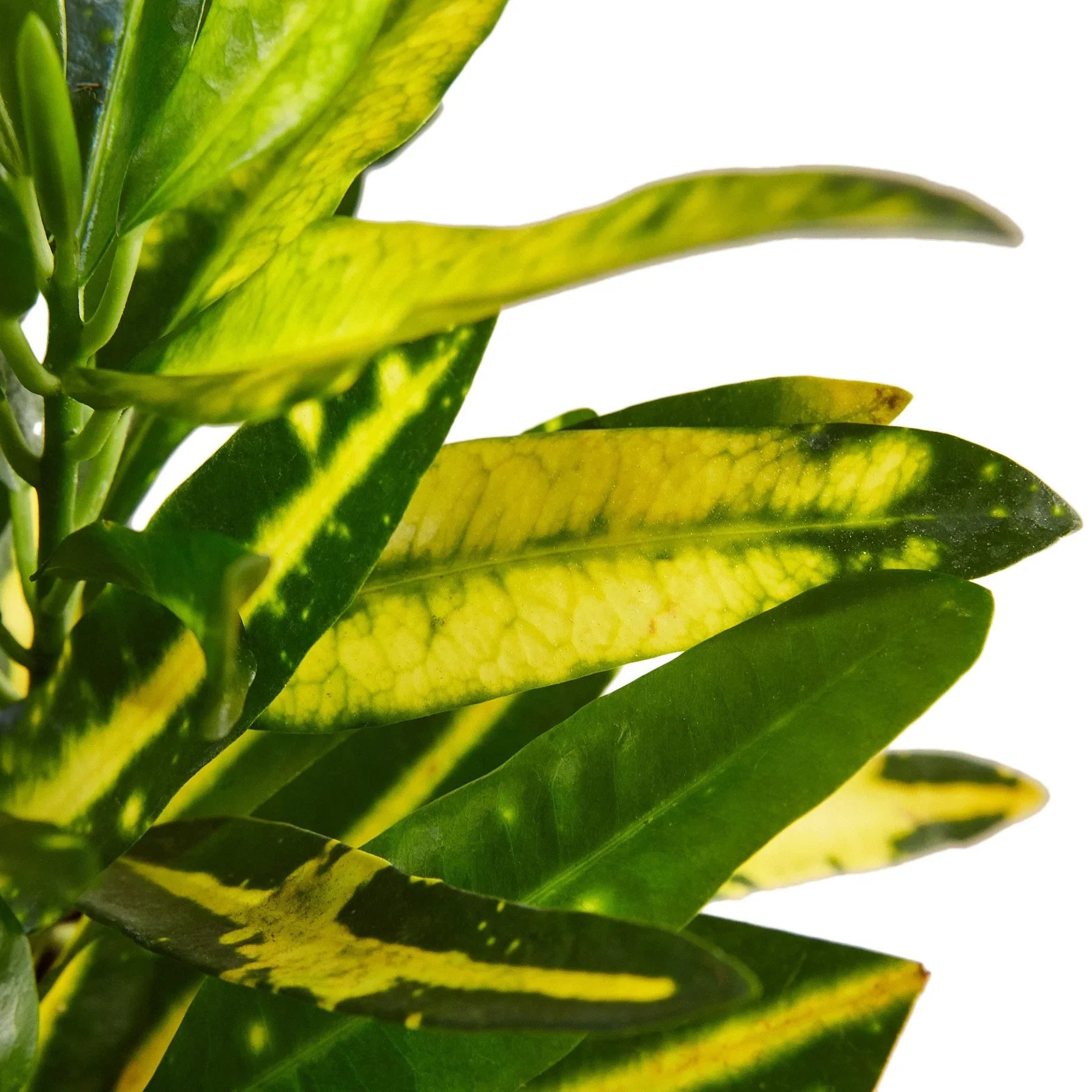 Croton 'Sunny Star' – view 2