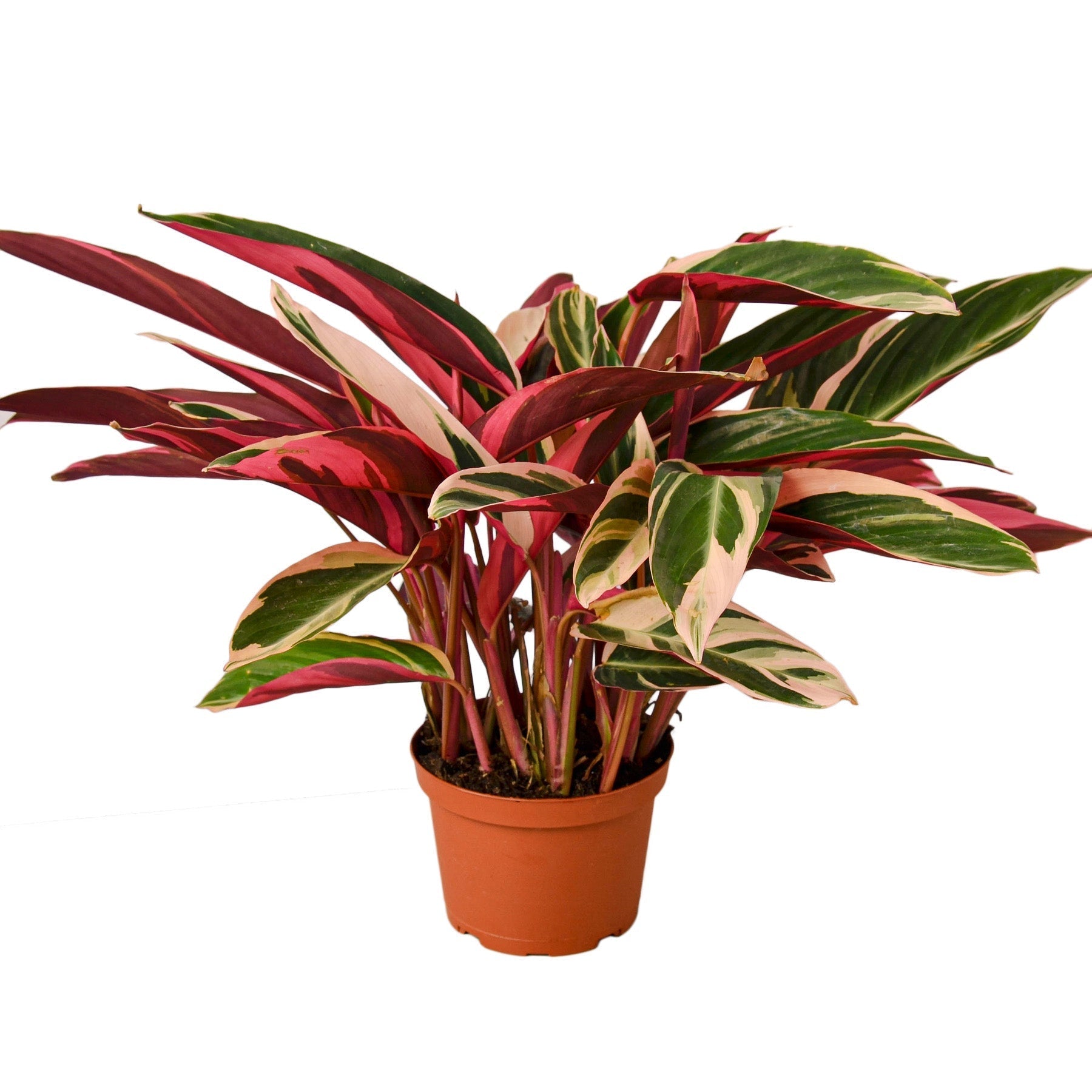 Stromanthe Triostar Live Plant – 6" Nursery Pot